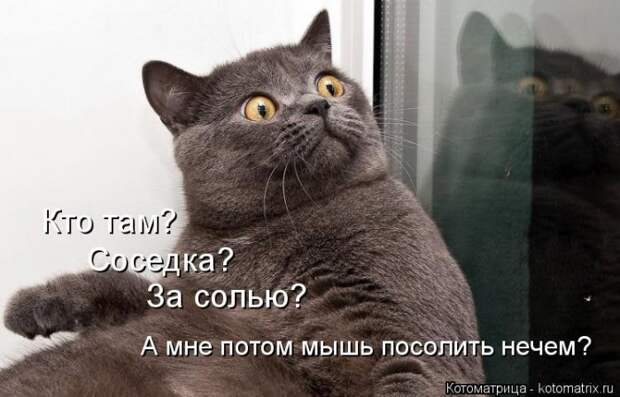 Котяры на приколе и их шаловливые друзья (35 фото)