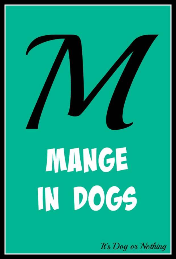 When it comes to giant breed health and nutrition, there's a lot that goes into raising a happy, healthy dog. We're going from A to Z talking about giant breed specific needs! Today, it's all about mange in dogs.