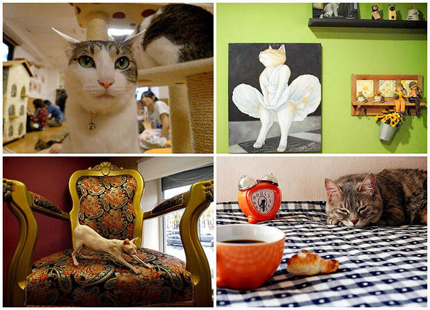 BIGPIC6 Самые необычные «кошачьи» кафе из разных стран мира