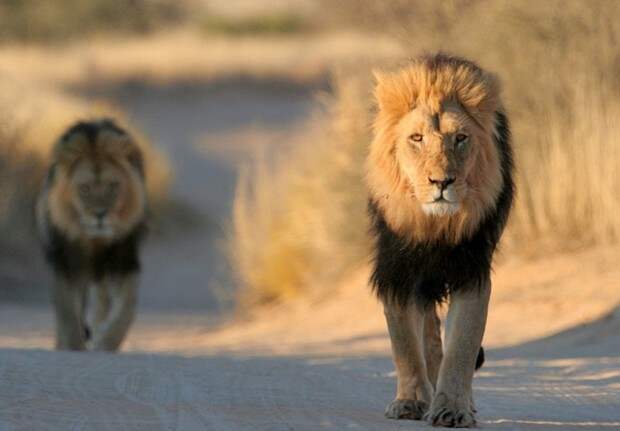 Львы (лат. Panthera leo) (англ. Lions)