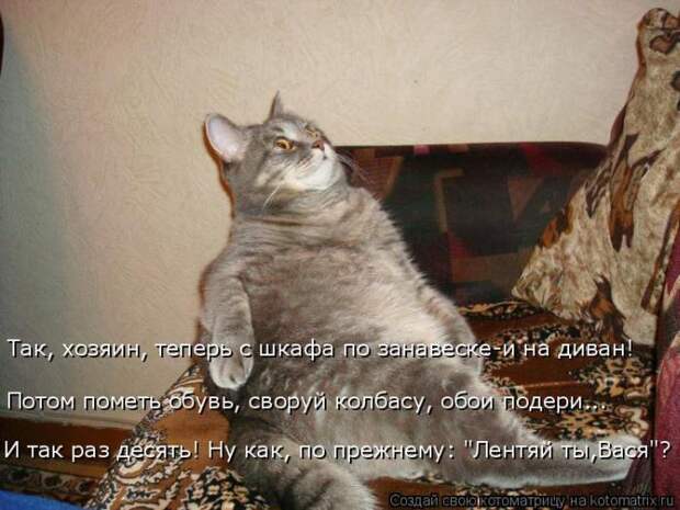 Лучшие котоматрицы недели (50 фото)