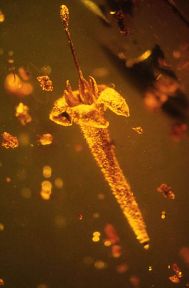 Идеально сохранившемуся в куске янтаря цветку — 45 миллионов лет