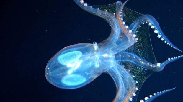 Ученые сняли на видео «стеклянного» осьминога: в животном мире ему нет аналогов