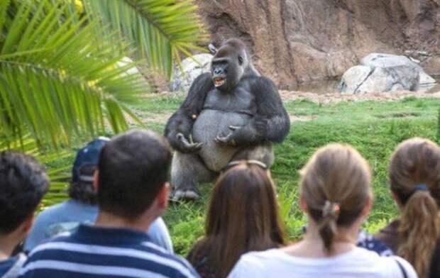 1. «Эта горилла выглядит так, как будто она решила провести лекцию по философии на свежем воздухе» в мире, животные, забавно, милота, прикол, юмор