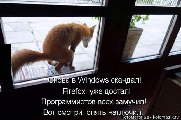Лучшие котоматрицы недели