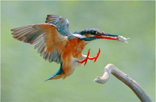 Захватывающие фотографии птиц Jihn&Fish (5)