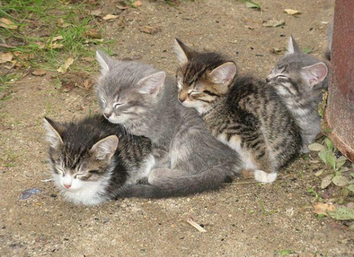 странные позы спящих котов (9)