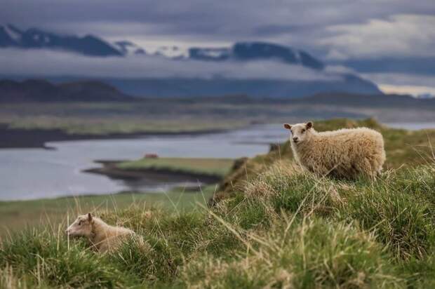 Фотографировали диких овец в Исландии приключения, путешествия