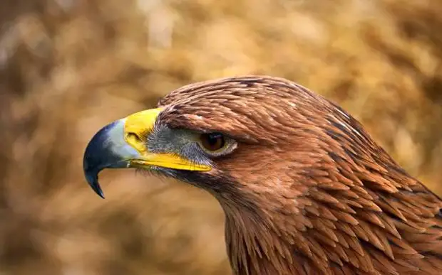 Беркут (Aquila chrysaetos), фото хищные птицы фотография