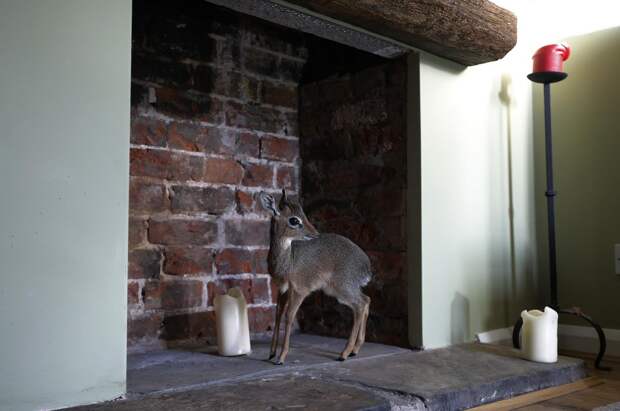 A baby Dik-dik, stands in the fireplace at the home of Tim Rowlands curator of mammals at Chester Zoo