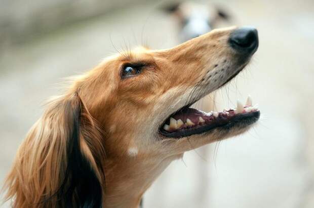 Хаски, бульдог, борзая: почему породы собак называются именно так