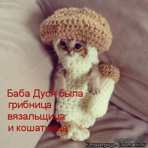 Котоматрицы(картинки с надписями)