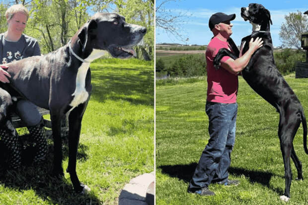 Датский дог с ростом около метра в холке признан самой высокой собакой