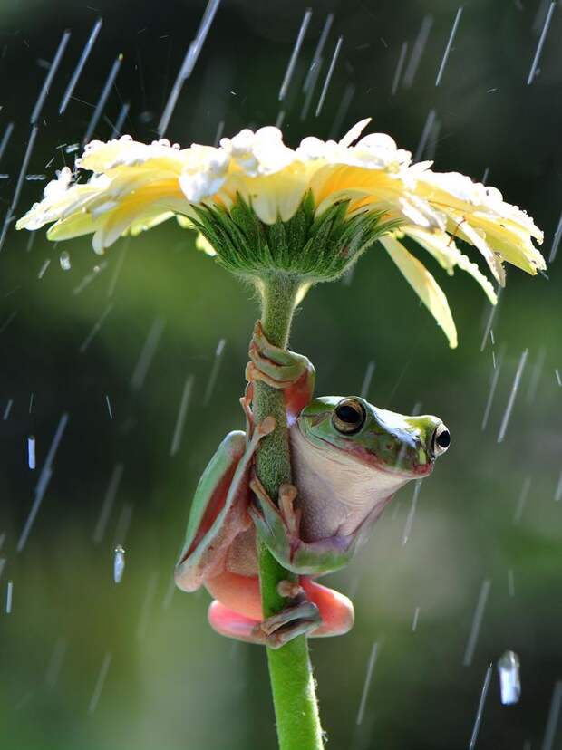 Mandatory Credit: Photo by Ajar Setiadi/Solent News/REX Shutterstock (4794095a) Frog sheltering from the rain under a flower Frogs shelter under flowers from the rain, Jakarta, Indonesia - May 2015 *Full story: http://www.rexfeatures.com/nanolink/qfrm A pair of quick-thinking frogs try to keep dry while it showers by holding a flower over their head like an umbrella. The amphibians are so determined to keep dry they manage to climb up the gerbera stalks so their bodies are underneath the petals. Photographer Ajar Setiadi captured the moment two dumpy tree frogs climbed the flowers in his back garden in Jakarta, Indonesia. The 47-year-old said: "I was playing with my frogs at the time and then it started showering quite a bit. "The frogs managed to jump from one flower to another and hold it above their heads so that they did not get wet".