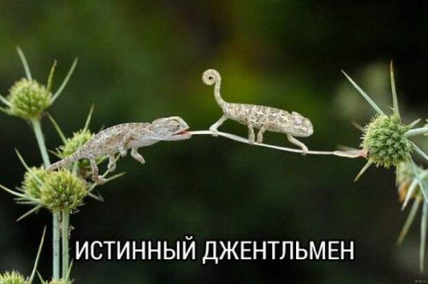 Пятничные фотоприколы и картинки (41 шт)