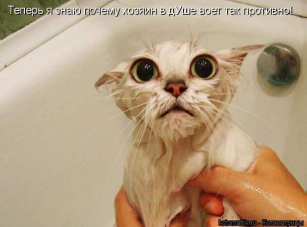Котоматрицы (картинки с надписями)