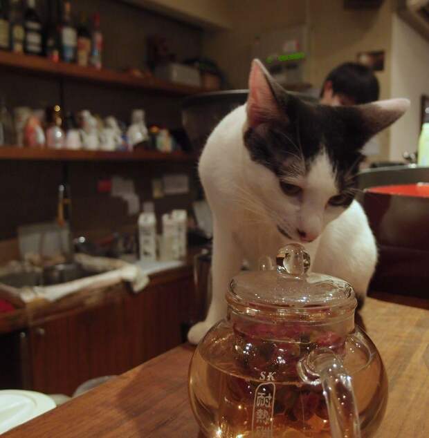 catcafe03 Самые необычные «кошачьи» кафе из разных стран мира