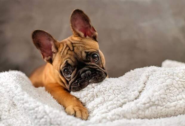 BulldogPuppies11_801x549