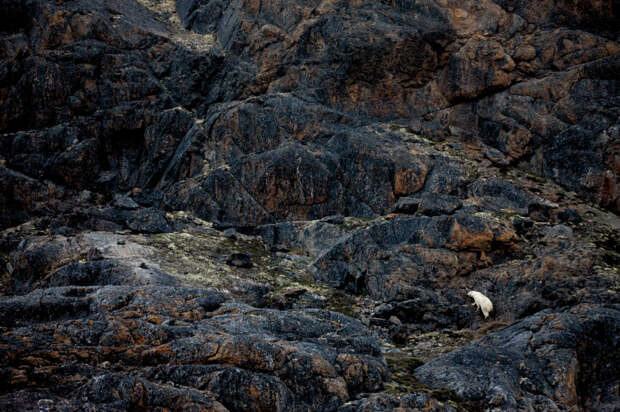 Исчезающие айсберги