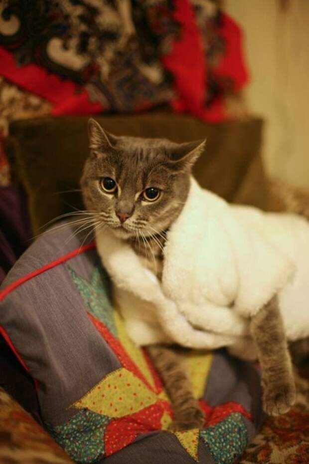 стильные кошки, кошки в модной одежде, модные коты