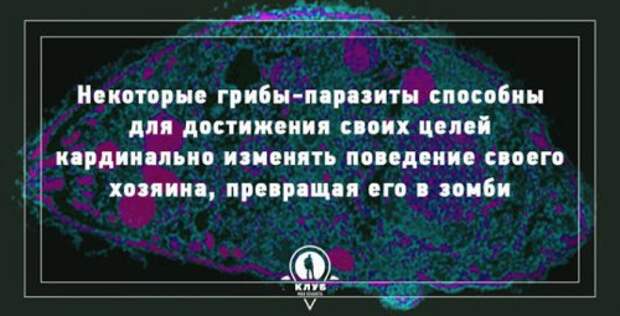 Факты про грибы, которые вы могли не знать (10 фото)