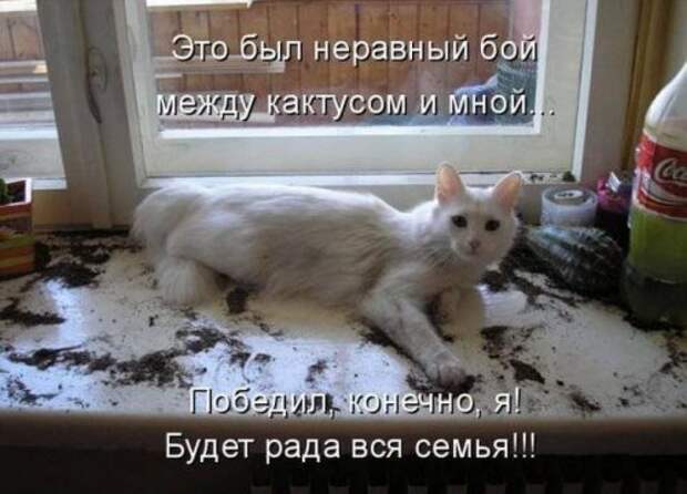 Прикольная котоматрица (22 шт)