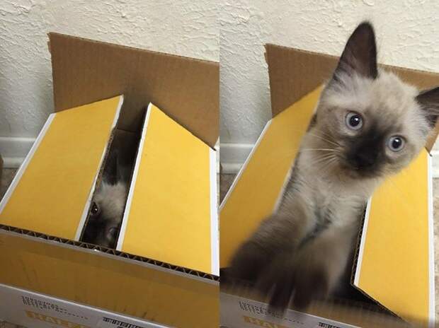 12. Очень приятный сюрприз. 12. Очень приятный сюрприз. животные, котята, милота