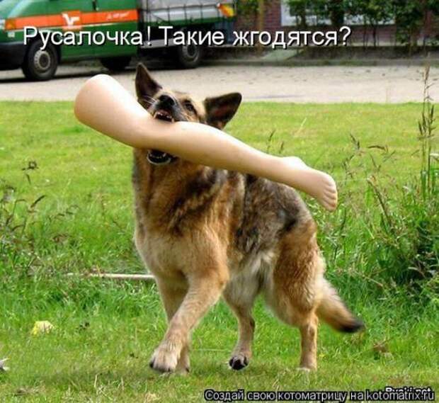 Котоматрицы(картинки с надписями)