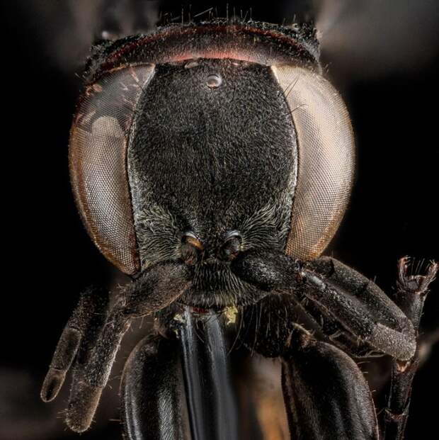 Drepanaporus collaris 2