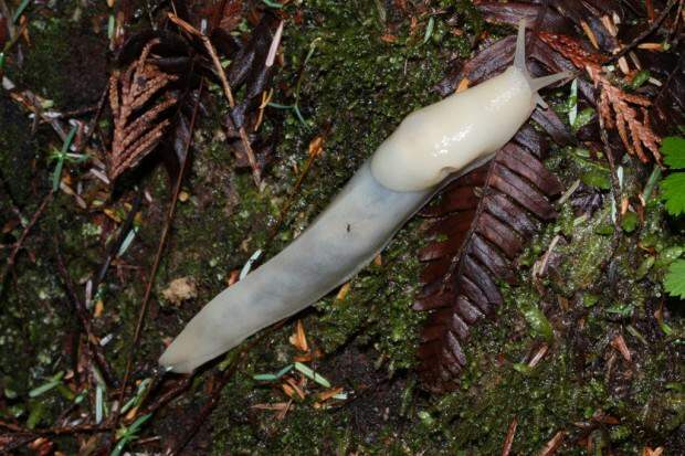 Банановый слизень (лат. Ariolimax) (англ. Banana slug)