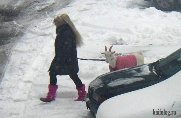 Необычные домашние животные (55 фото) Необычные домашние животные (55 фото)