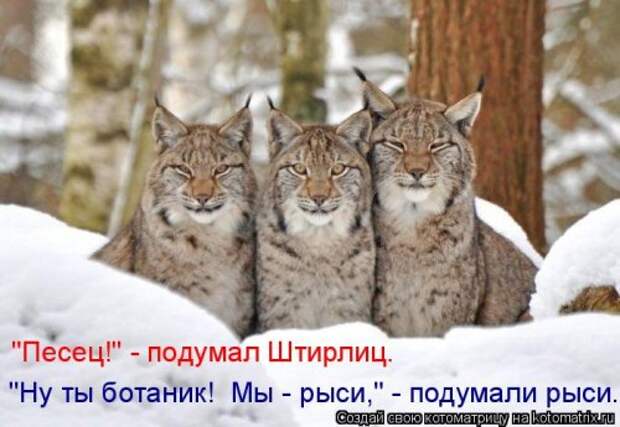 Лучшая котоматрица недели (30 фото)