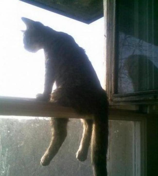 27 котов, которые любят сидеть по-человечески 27 котов, которые любят сидеть по-человечески животные, кот, сидит