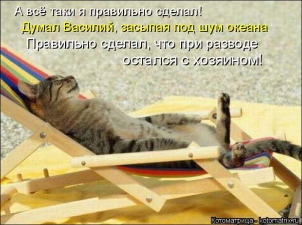 Свежая котоматрица (38 фото)