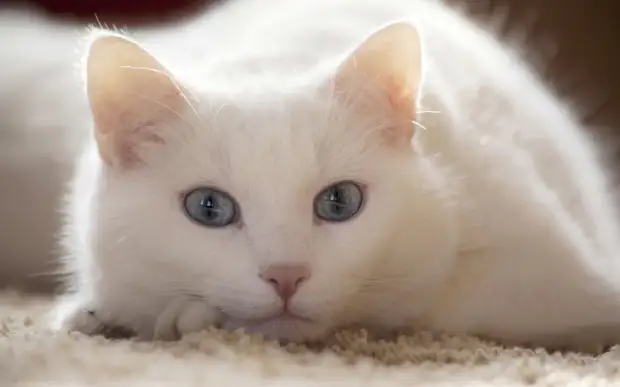 "Через неделю, как меня не станет, придет к двери, Маруся, белый кот. Впусти его, он счастье принесет", - наказал Иван