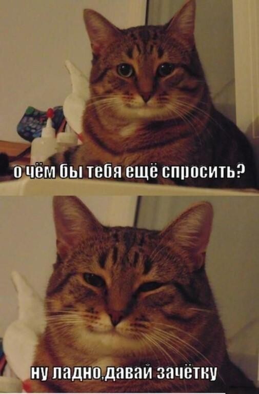 Милый понимающий кот - мудрый кот, который тебя понимает, всегда поддержит и знает чего ты хочешь