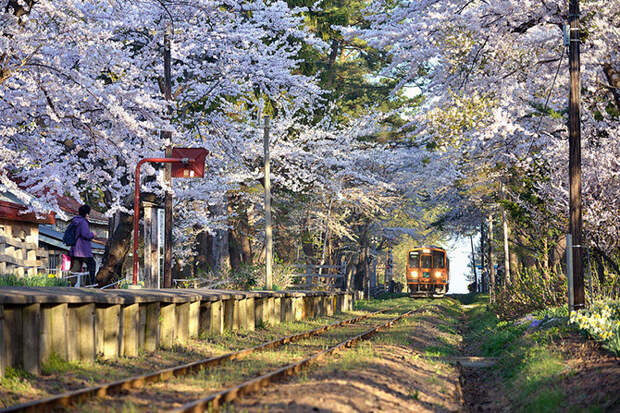 Великолепная серия фотографий цветущего городка Аомори в Японии Аомори, Цветение, сад, япония