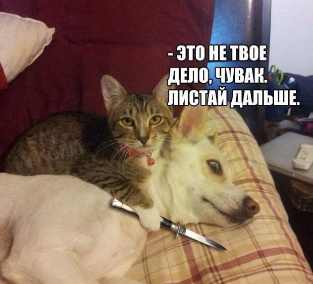 Картинки с надписями для настроения картинки с подписями, подборка, позитив, юмор