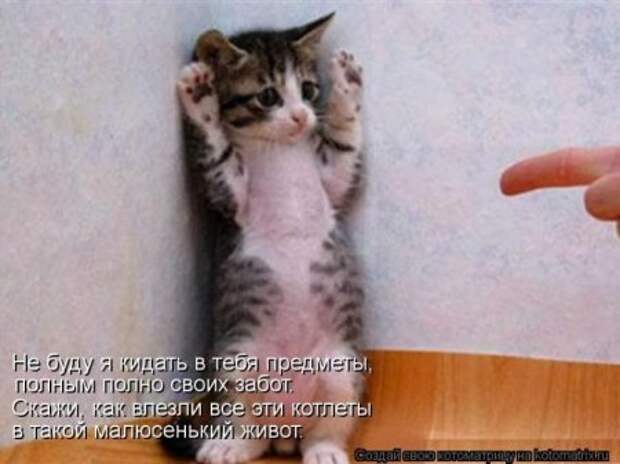Котоматрица, прикольные коты с надписями.