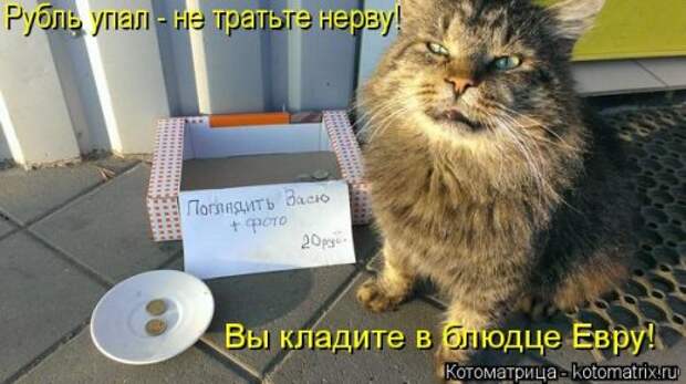 Новая котоматрица на Бугаге (30 фото)