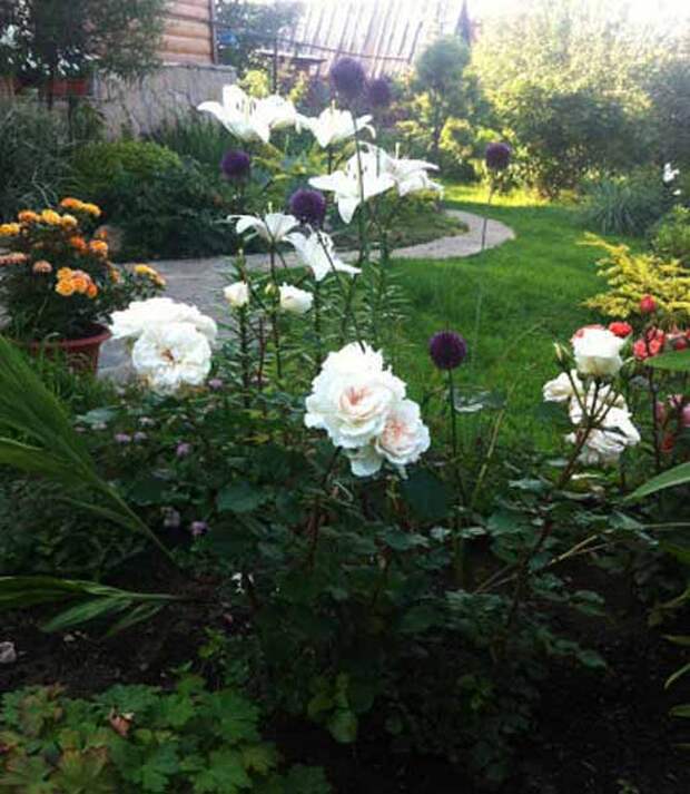 Цветники Палисадник