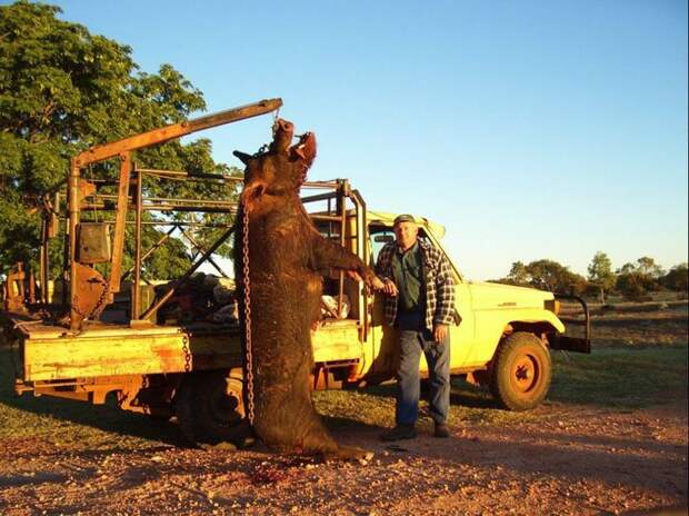Австралийский фермер поймал кабана, который ел его собак  охота, прикол, юмор
