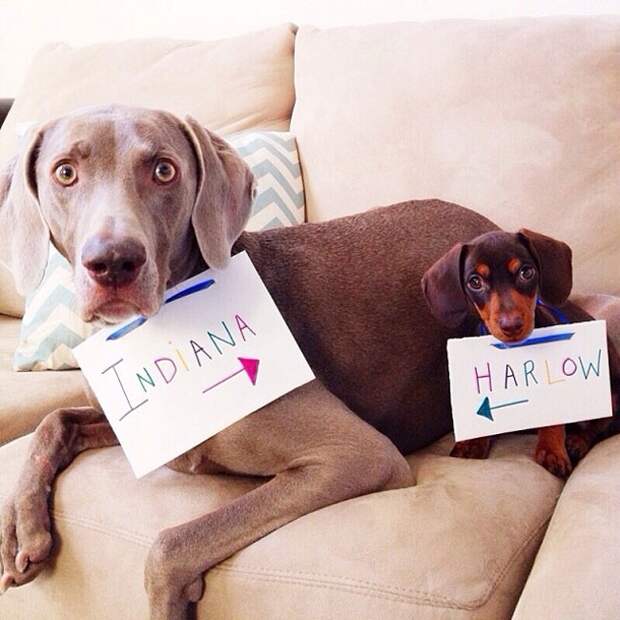 Пёс, Харлоу, дружба,собаки,  Harlow and Indiana,Harlow and Sage 