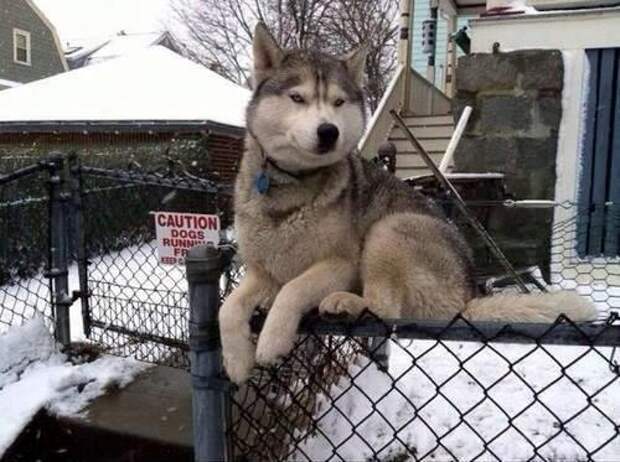 собаки, считающие себя кошками