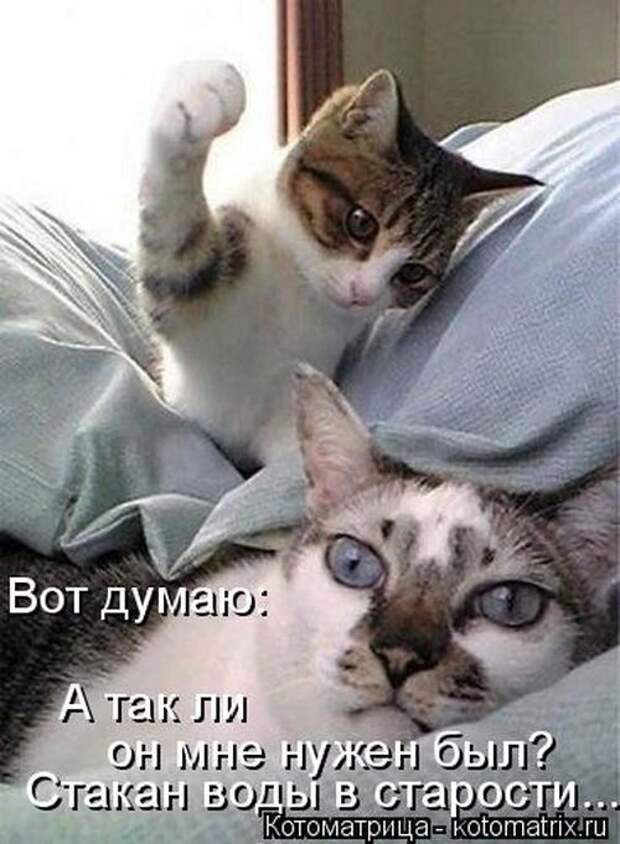 Лучшие котоматрицы недели