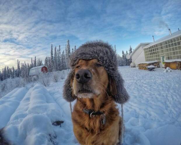 goodnewsanimal.ru