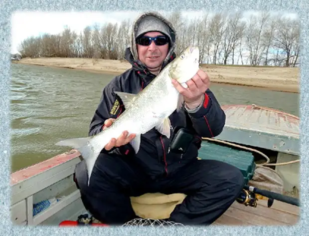 Ловля жереха. Жерех на спиннинг крупный. Ловля жереха в марте. Жерех поклевка. Жерех на спиннинг.