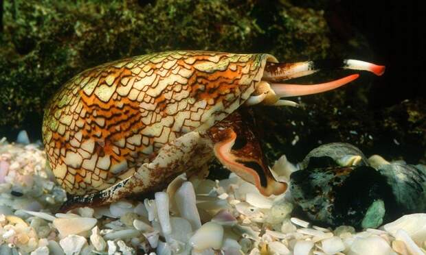 3. Географический конус (Conus geographus) животные, факты