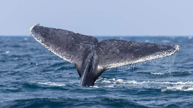 Bild: застрявший в мелководье на севере Германии кит может погибнуть