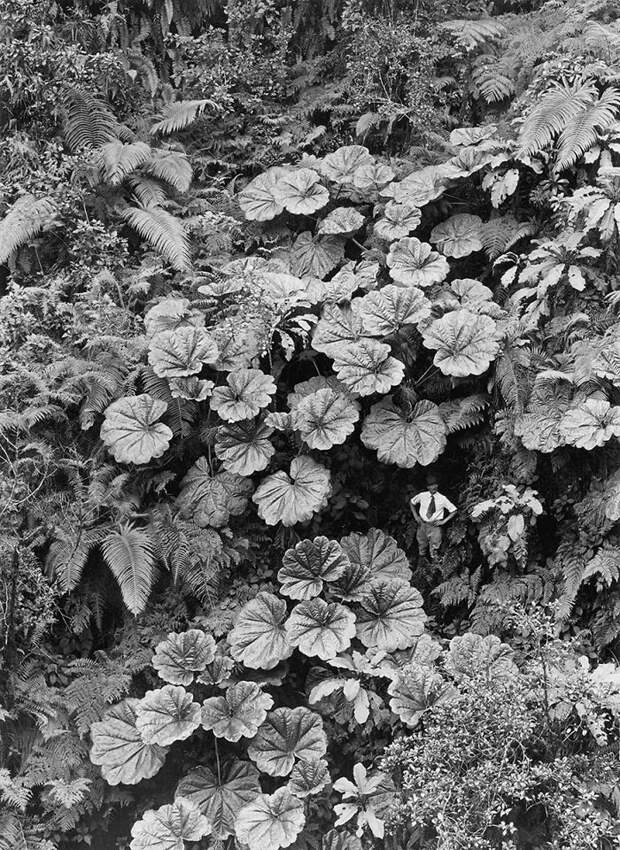 A Man Stands Dwarfed Under The Ape-ape Leaves Of Puohokamoa Gulch In Maui, Hawaii, 1924